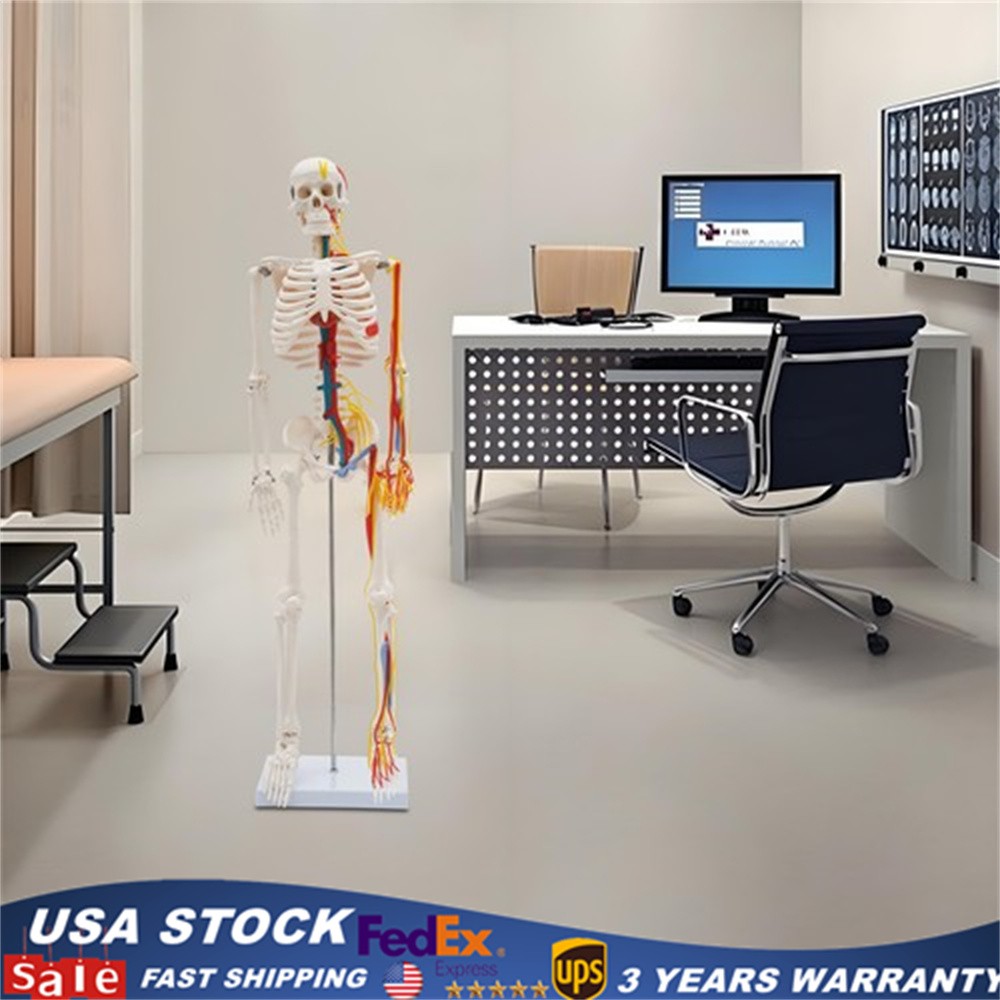 Anatomical Skeleton Model 33.46″, Detachable with Blood Vessels & Base