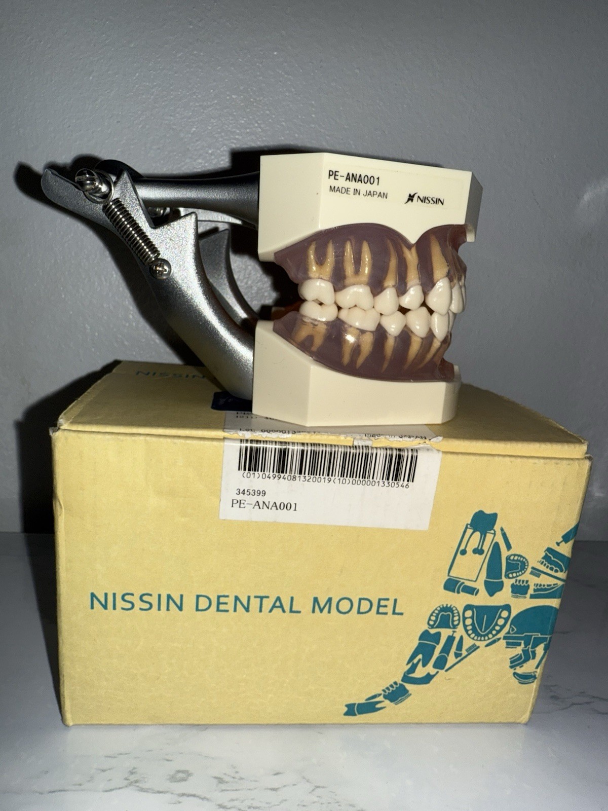 Nissin/Kilgore Dental Study Model Made In Japan PE-ANA001 – Can Remove Teeth