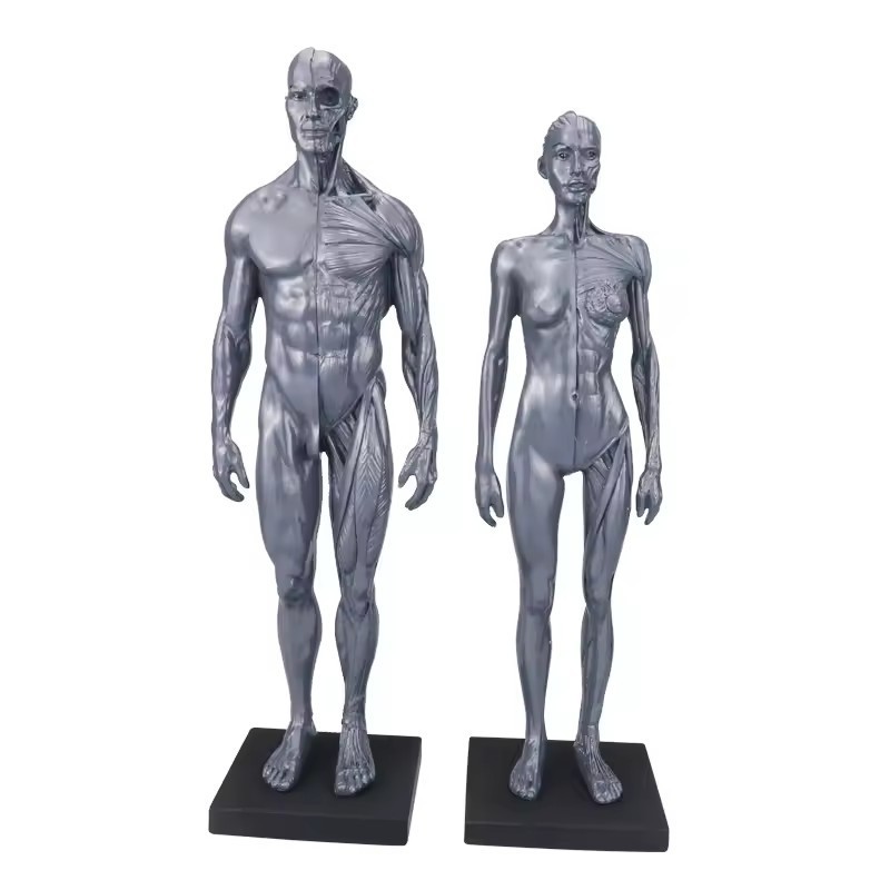 30cm Human Skeleton Anatomical Model Male＆Female Anatomy Skull Muscle Bone US