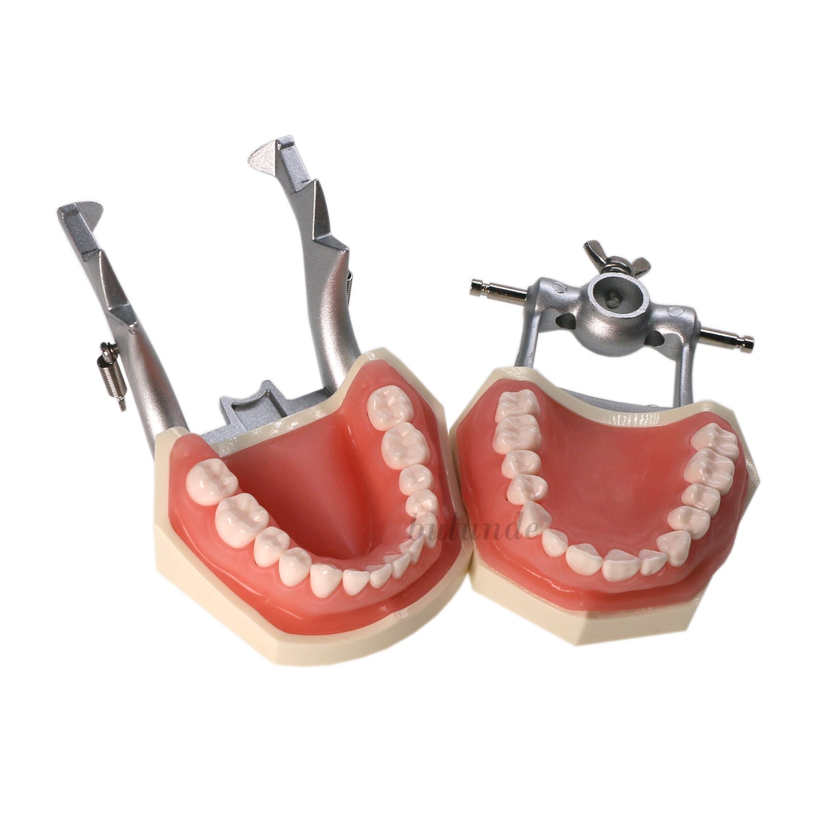 US Dental Typodont Model With Mounting Pole Fit Kilgore Nissin 200 Columbia Type