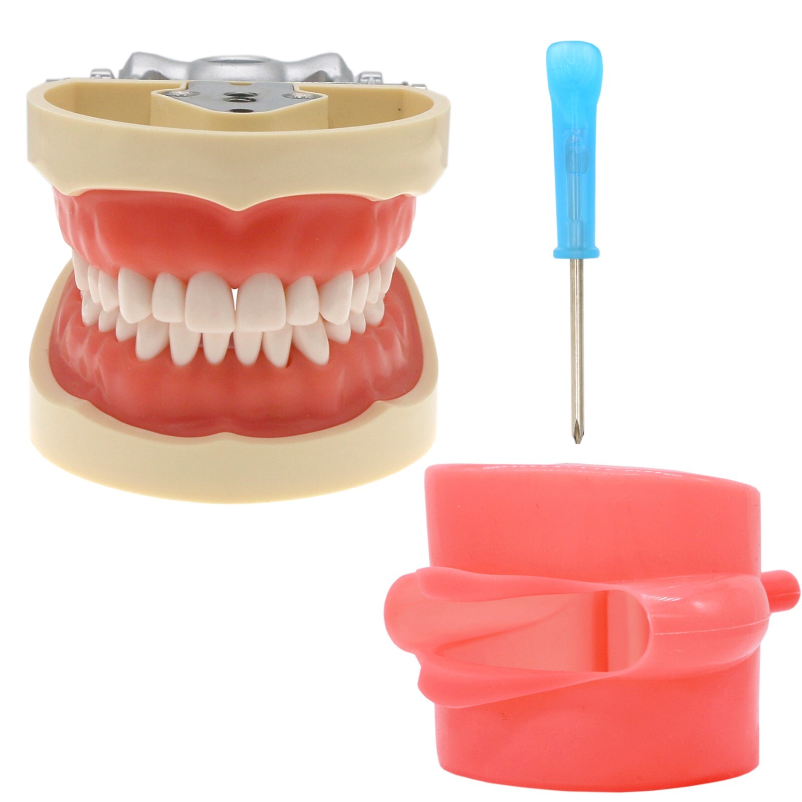 US Dental Typodont Study Detachable Model With Simulated Cheek And Mounting Pole
