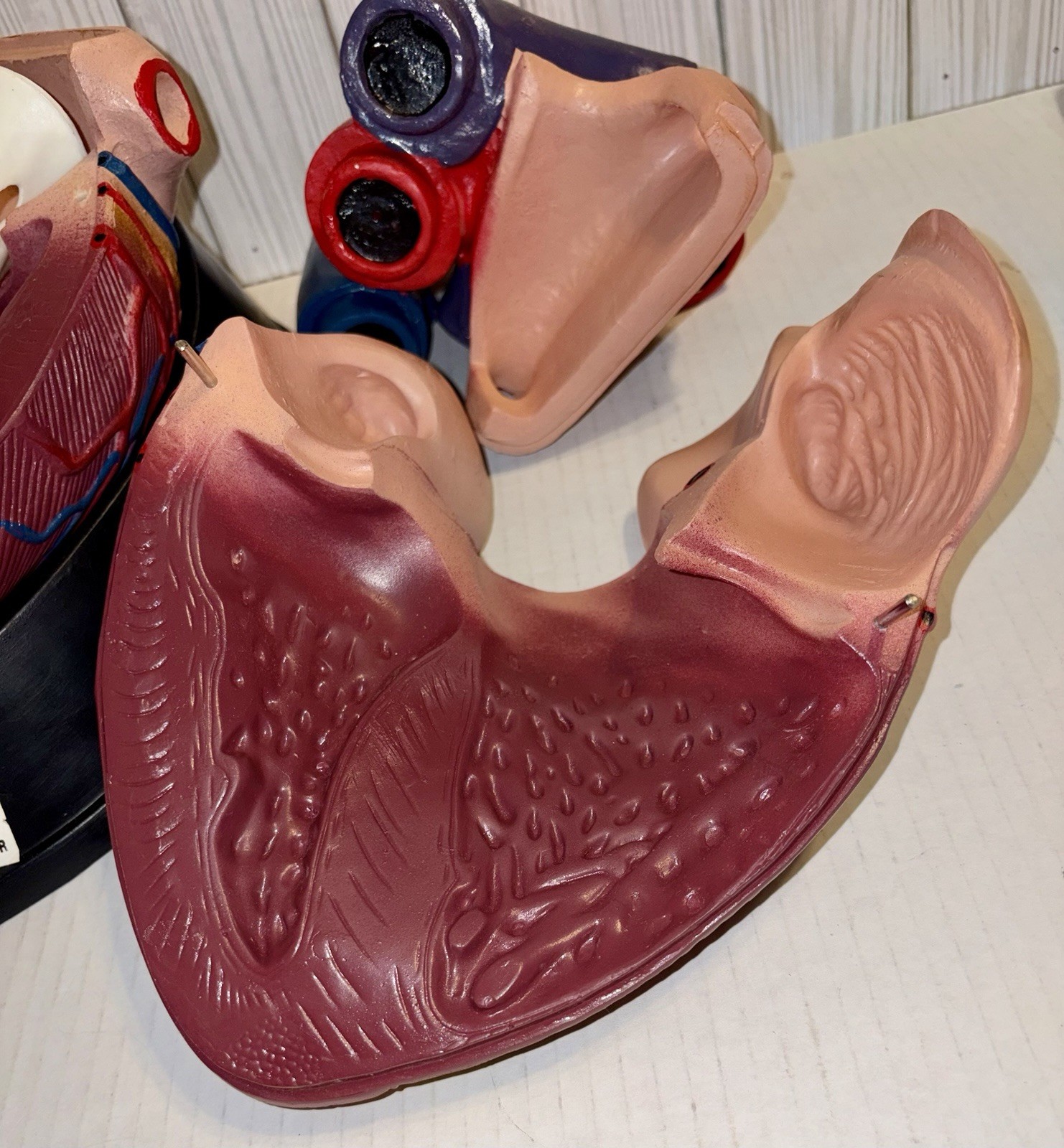 Dissectible Human Anatomical Jumbo Heart Model 7 Piece + Base Teaching Model