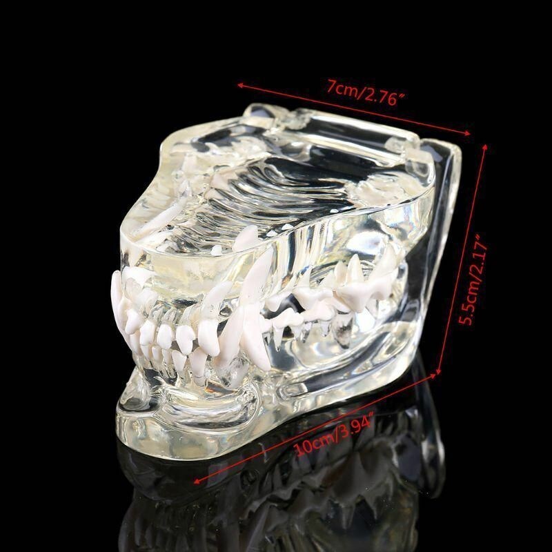 Dog Teeth pet dental model Transparent Anatomical Veterinary Canine Teaching