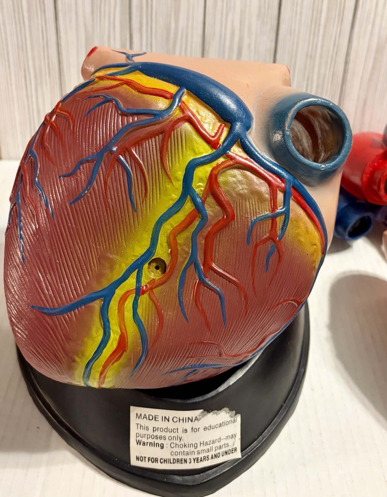 Dissectible Human Anatomical Jumbo Heart Model 7 Piece + Base Teaching Model