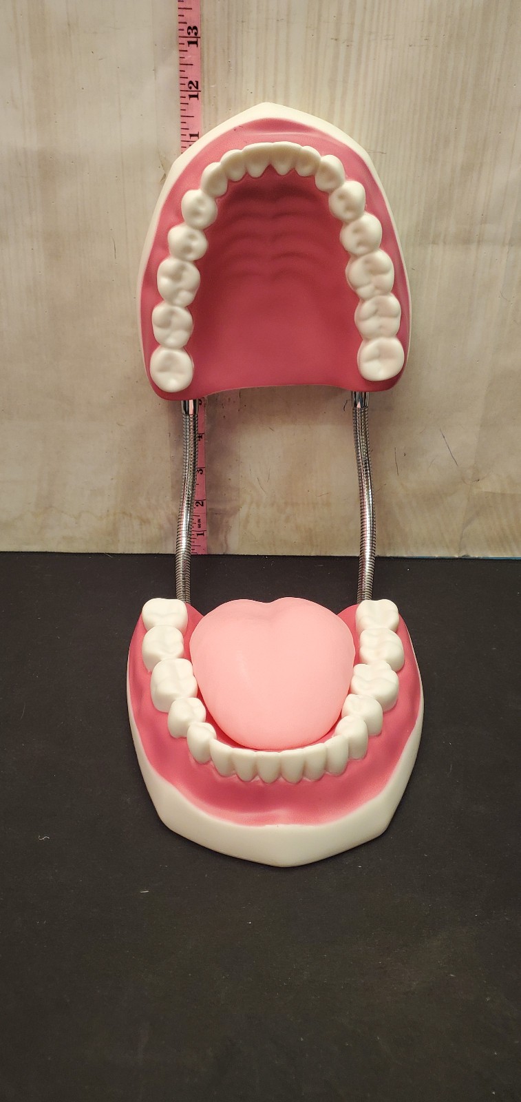 Large big Dentist office Hinge Denture Mouth Teeth Tooth display Decore