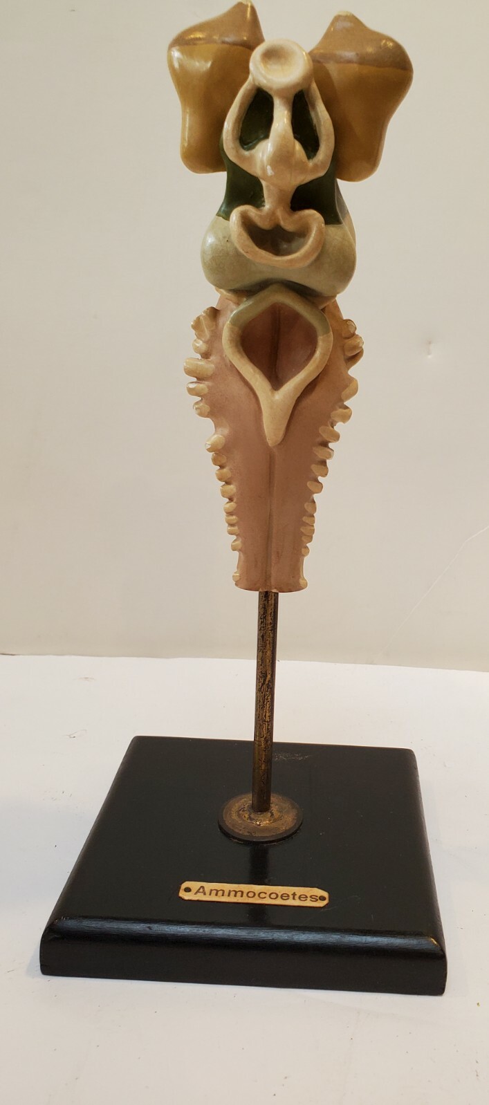 Anatomical Organ University Teaching Model 1930s to 50s