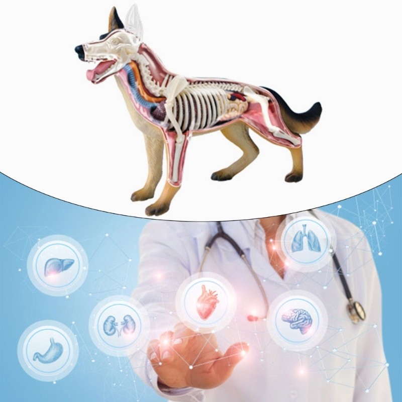 Realistic Dog Organ Anatomy Model Educational Model with Detachable Parts