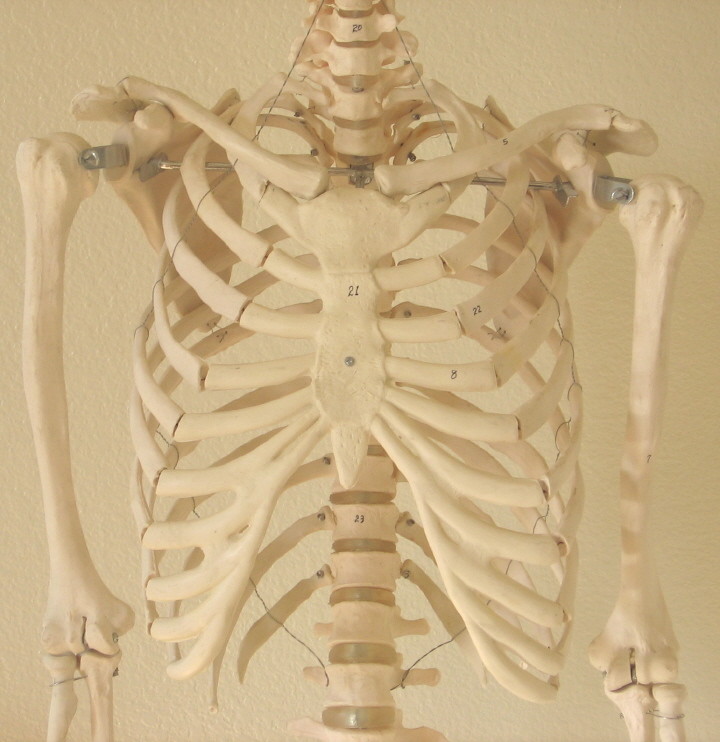 Life size human skeleton anatomical model 5’7″ medical dental student teaching