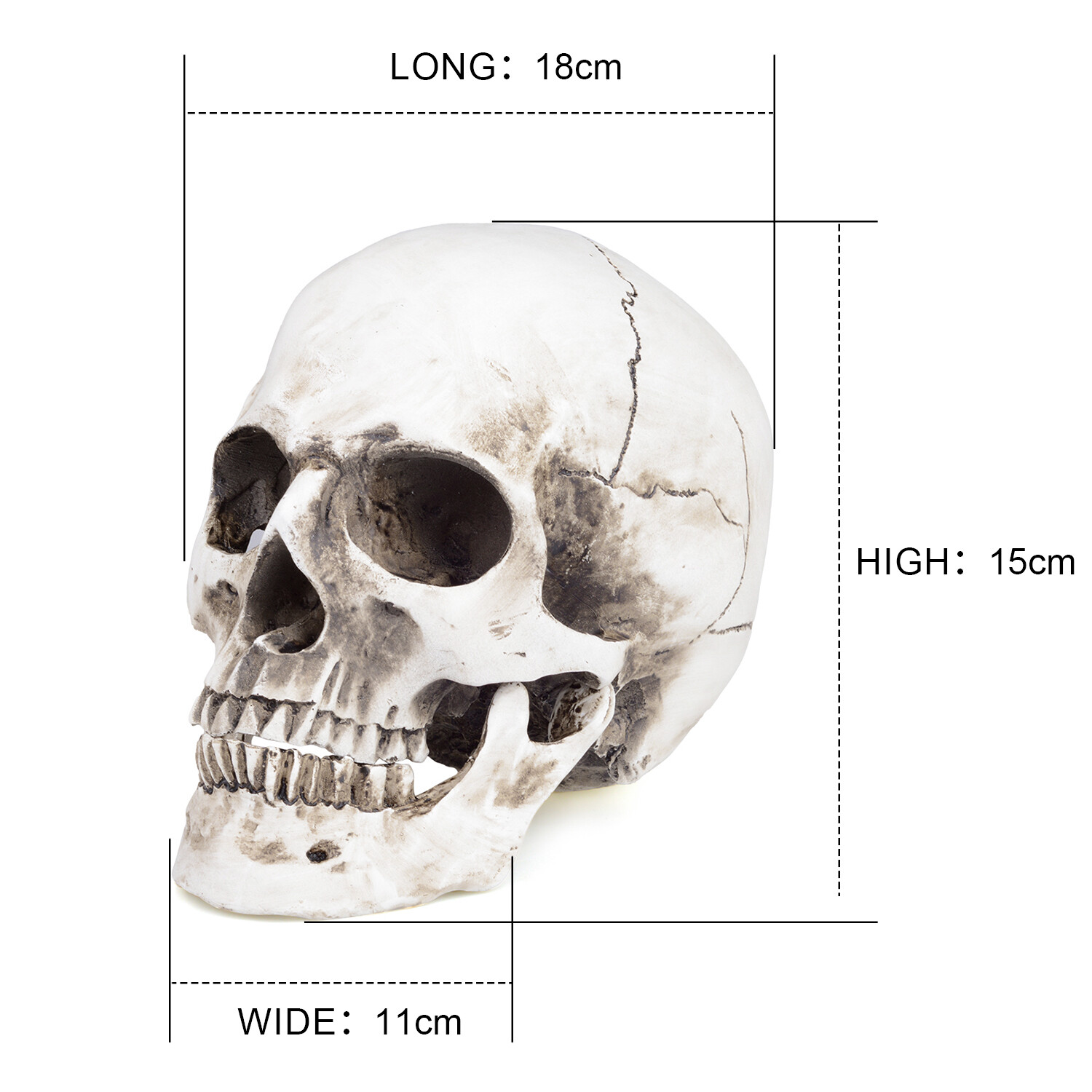 1:1 Retro HumanSkull Replica Resin Anatomical Model Removable Jaw/Chin Realistic