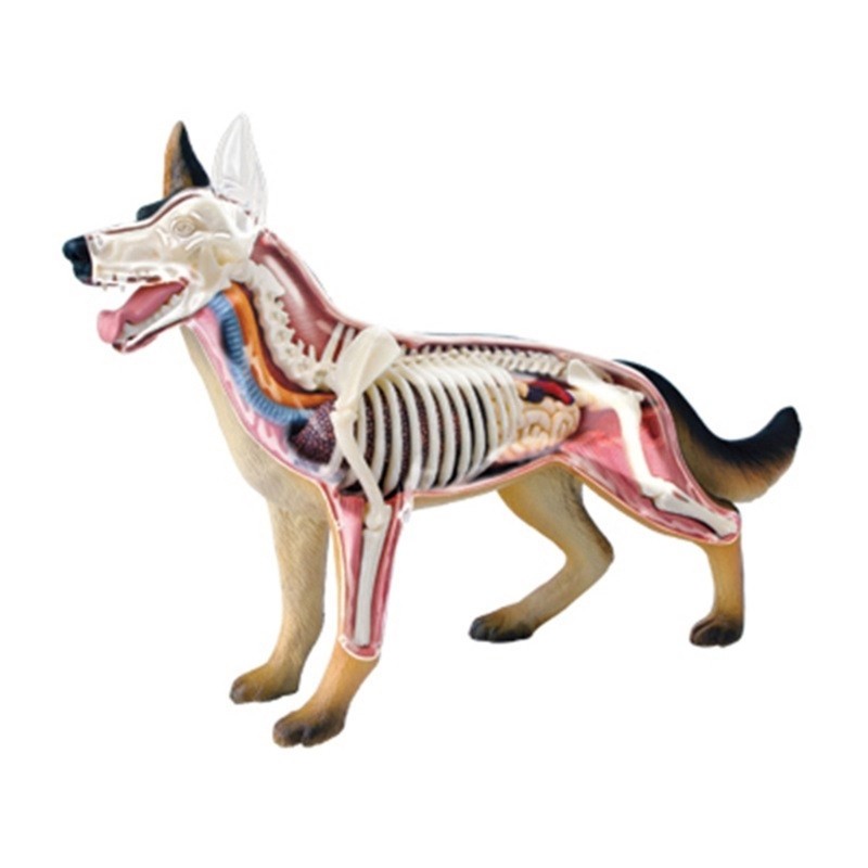 Realistic Dog Organ Anatomy Model Educational Model with Detachable Parts