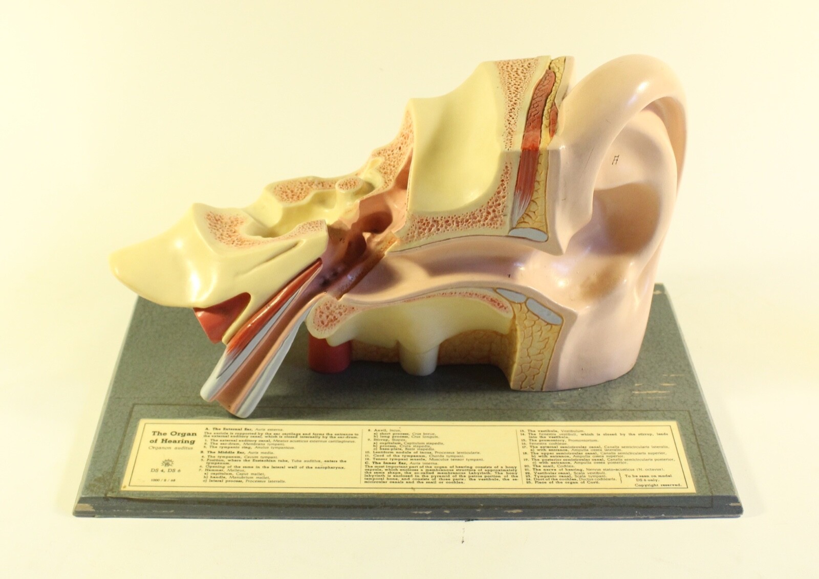 KILGORE INTERNATIONAL The Organ Of Hearing DS4, DS6 Ear Training Model W/ Base