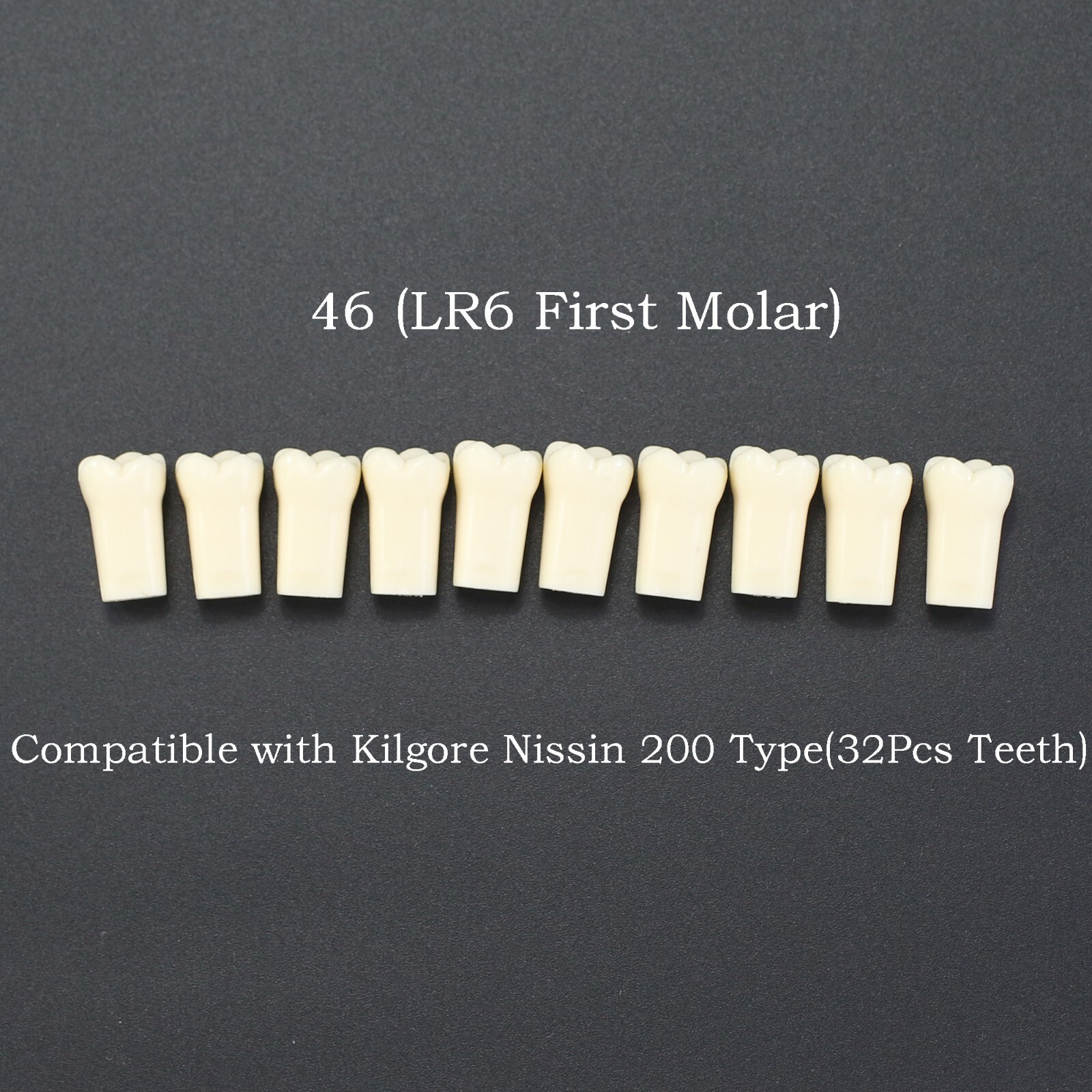 10 Pcs Dental Typodont Teeth Replacement Individual Teeth Model for Nissin 200