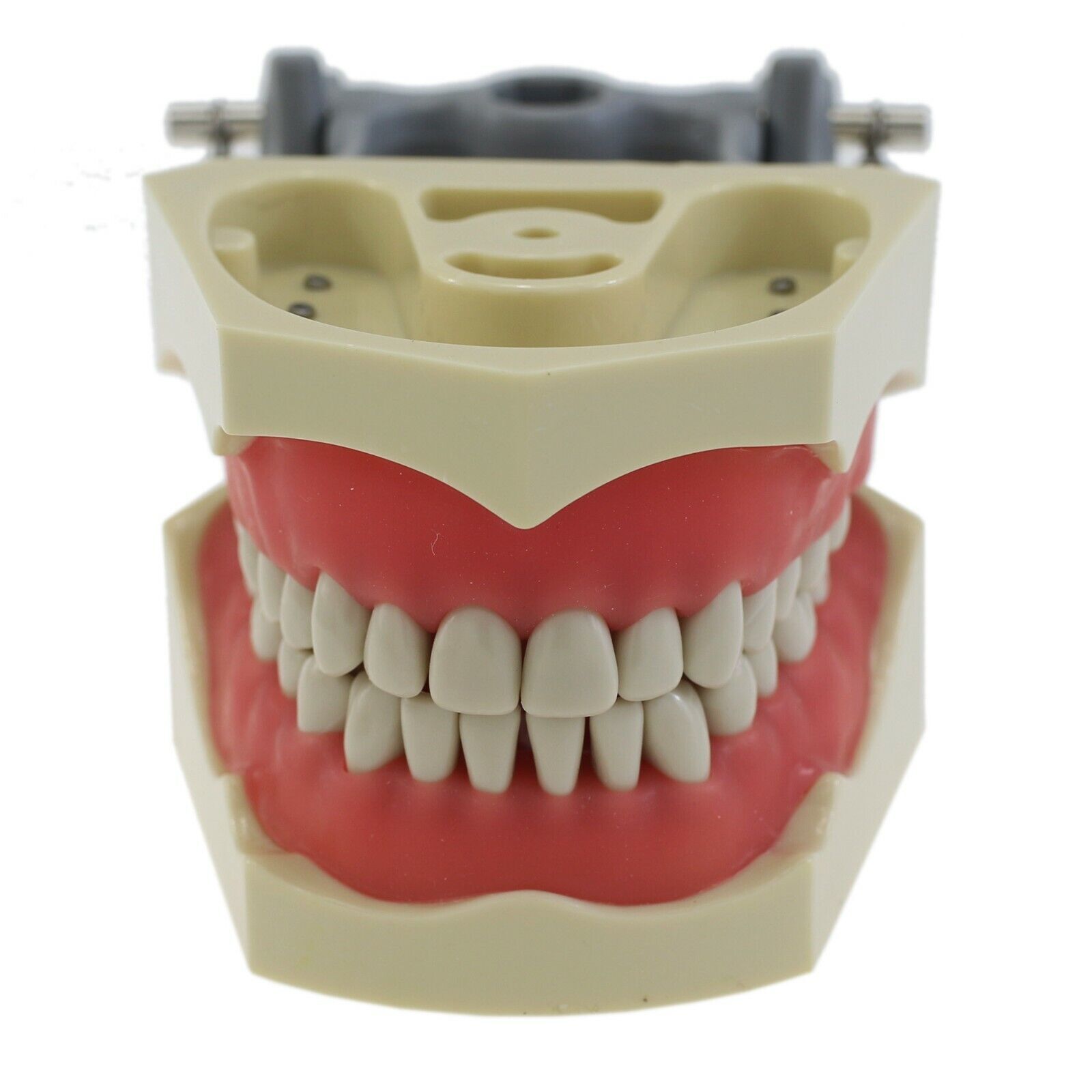 Dental Typodont & Implant Models – Educational, Pathology, Restoration Training