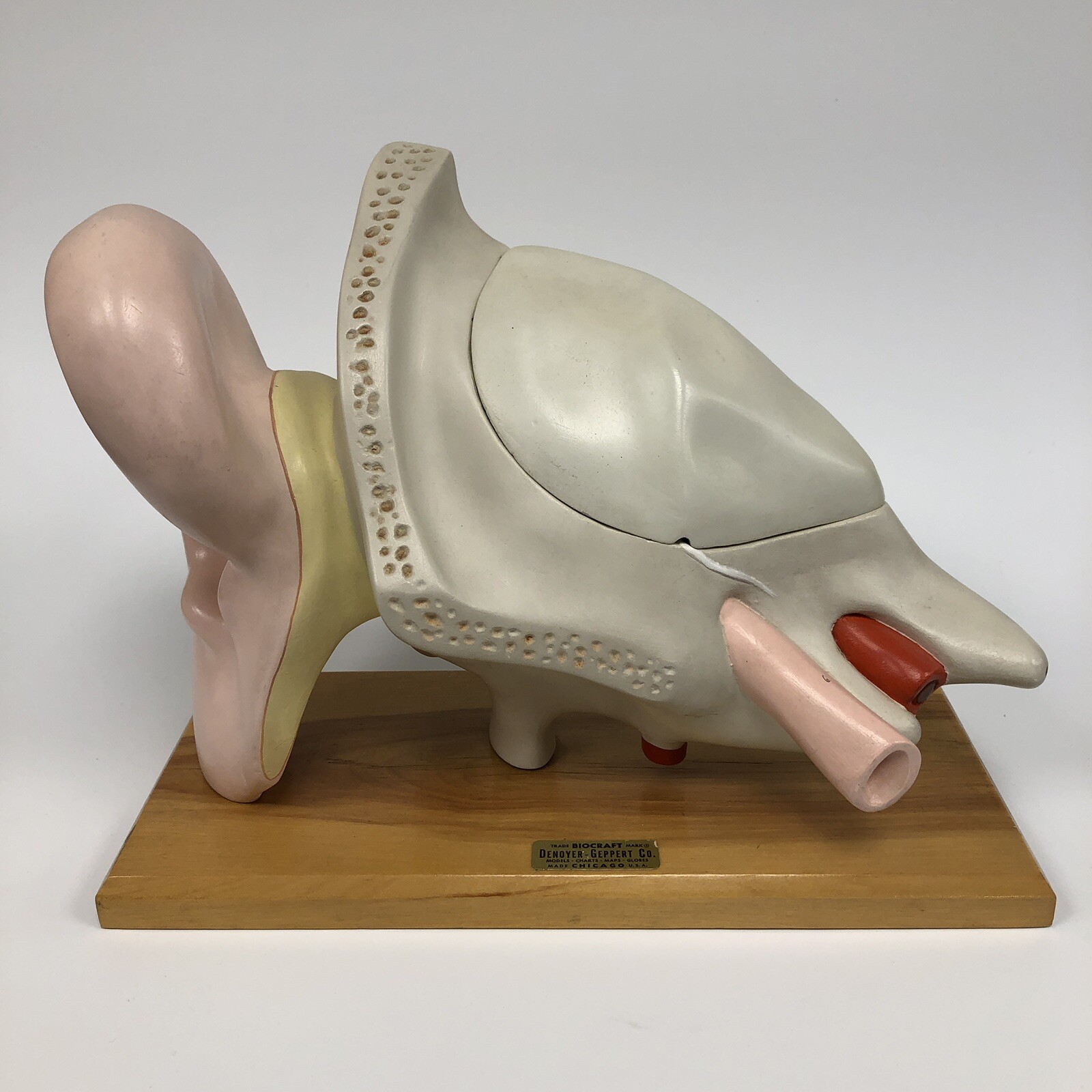 Denoyer Geppert Large Ear Anatomical Teaching Model 3-Part