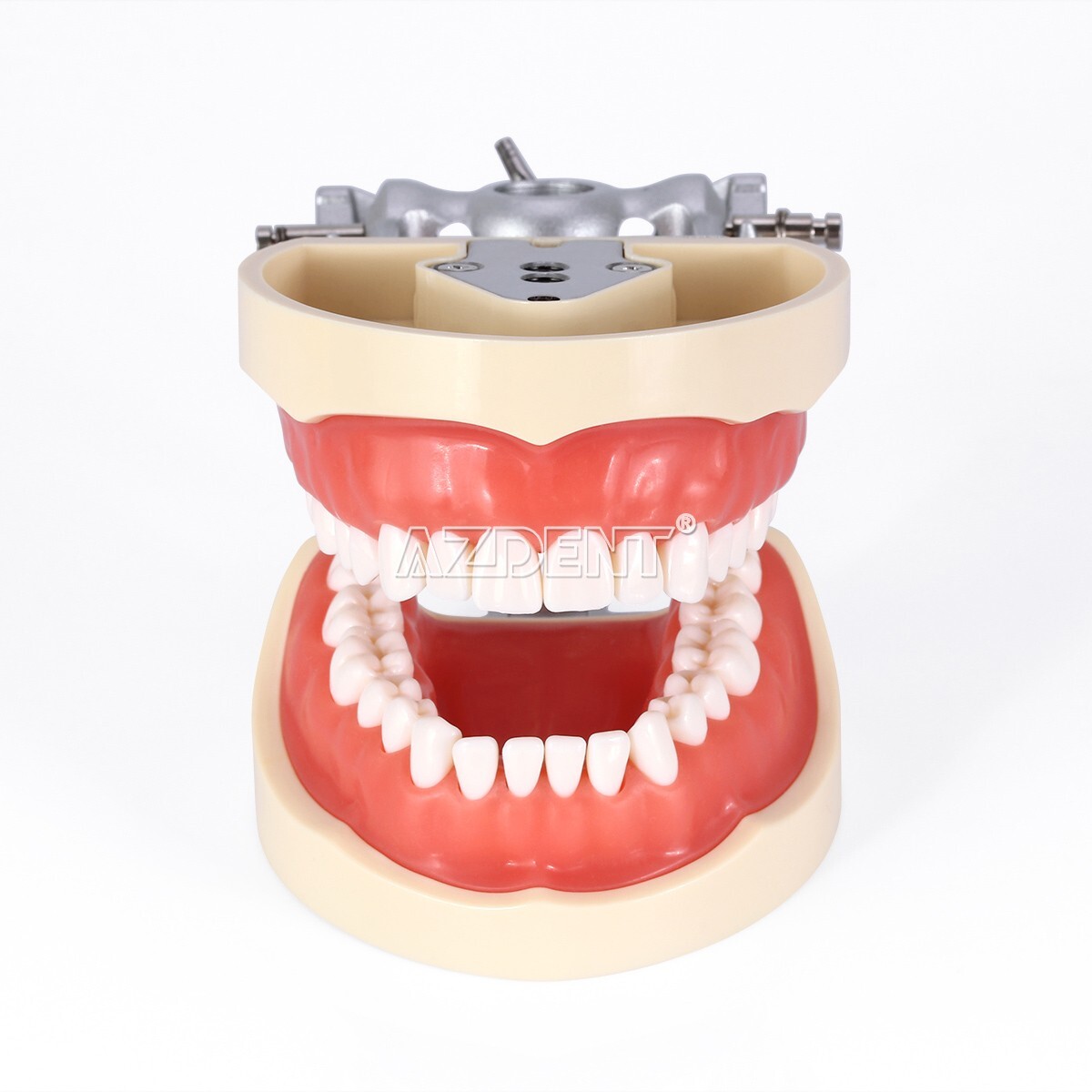 Kilgore NISSIN 200 Type Dental Typodont Model/Implant Denture Restoration Model