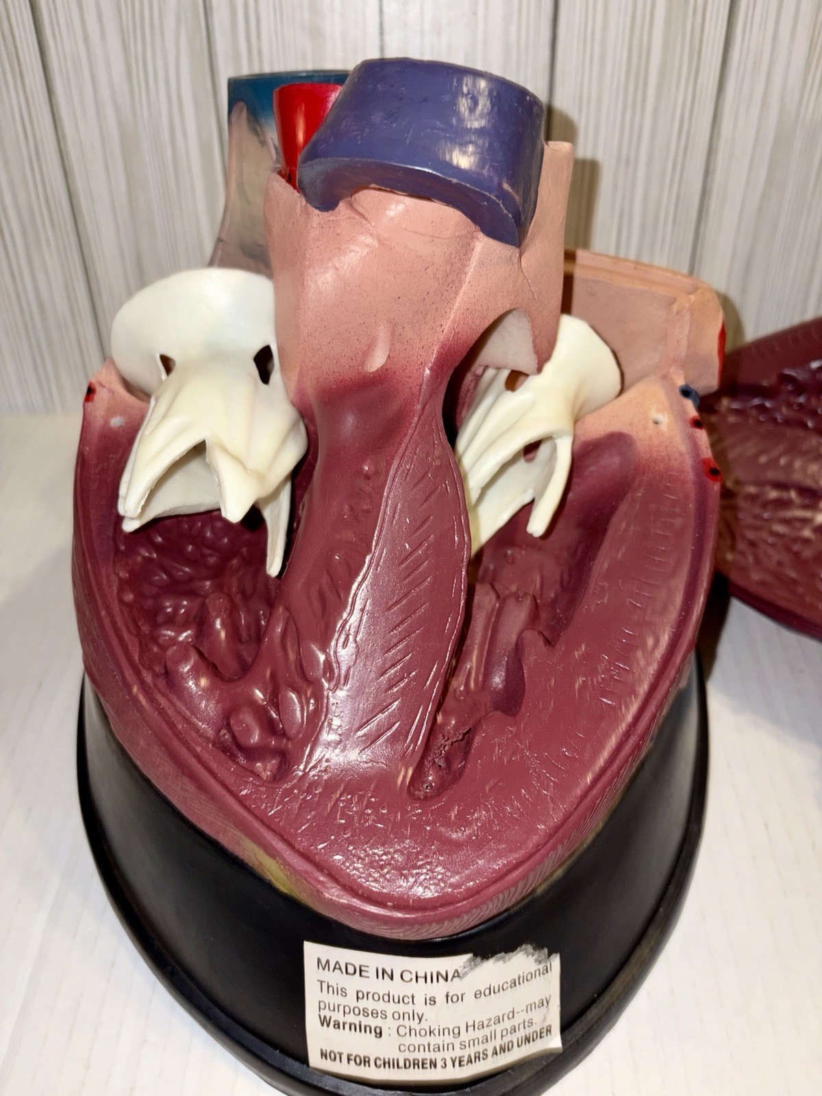 Dissectible Human Anatomical Jumbo Heart Model 7 Piece + Base Teaching Model