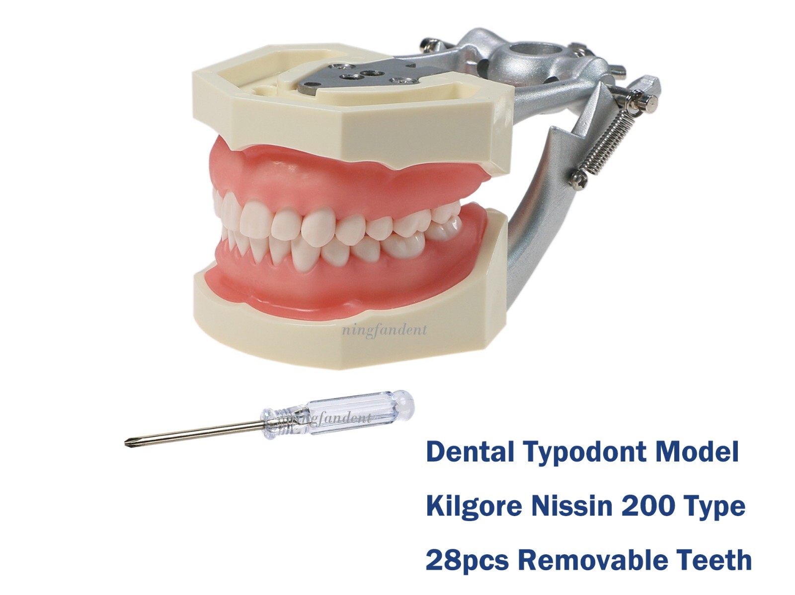 US Dental Typodont Study Detachable Model With Simulated Cheek And Mounting Pole