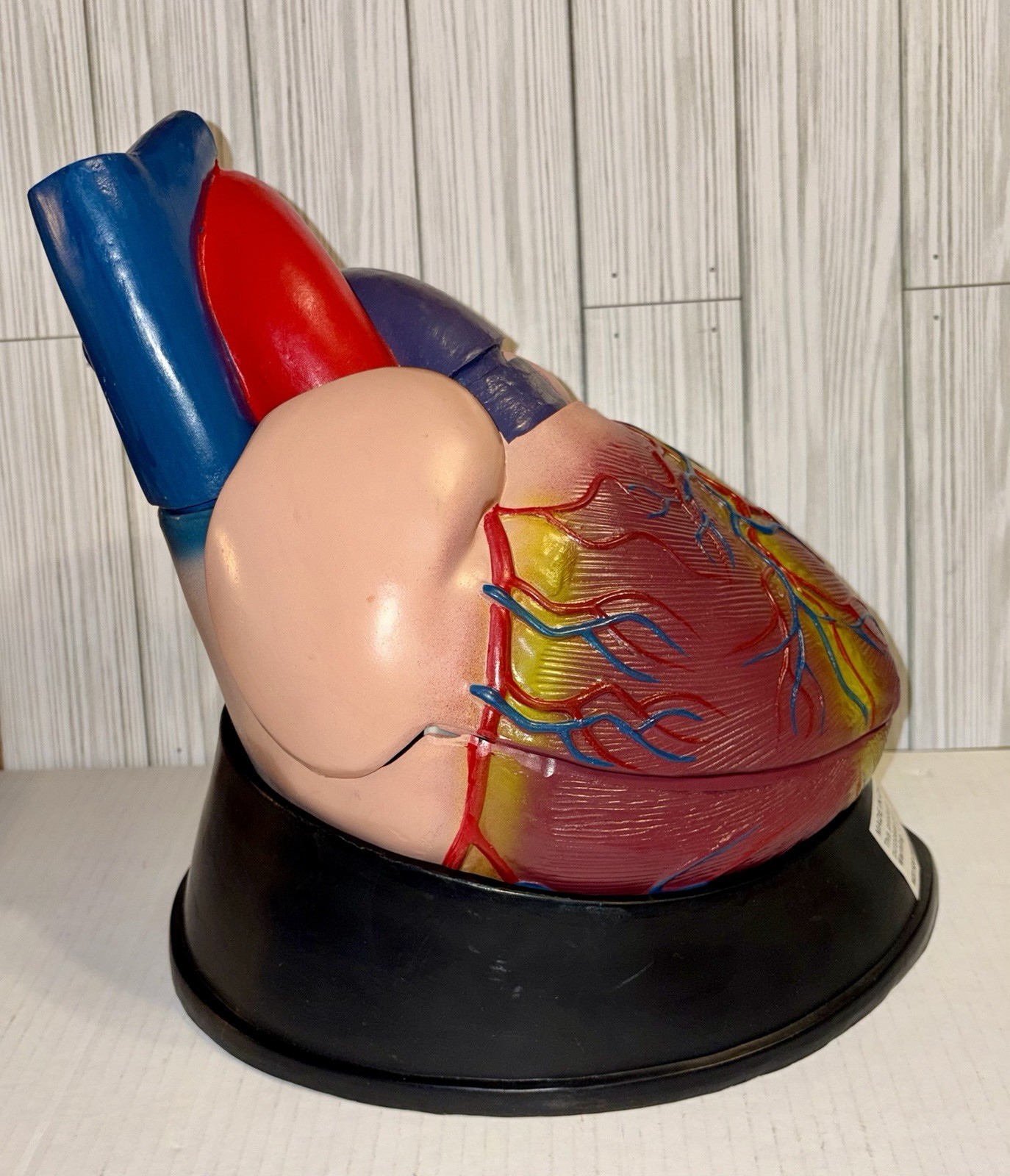 Dissectible Human Anatomical Jumbo Heart Model 7 Piece + Base Teaching Model