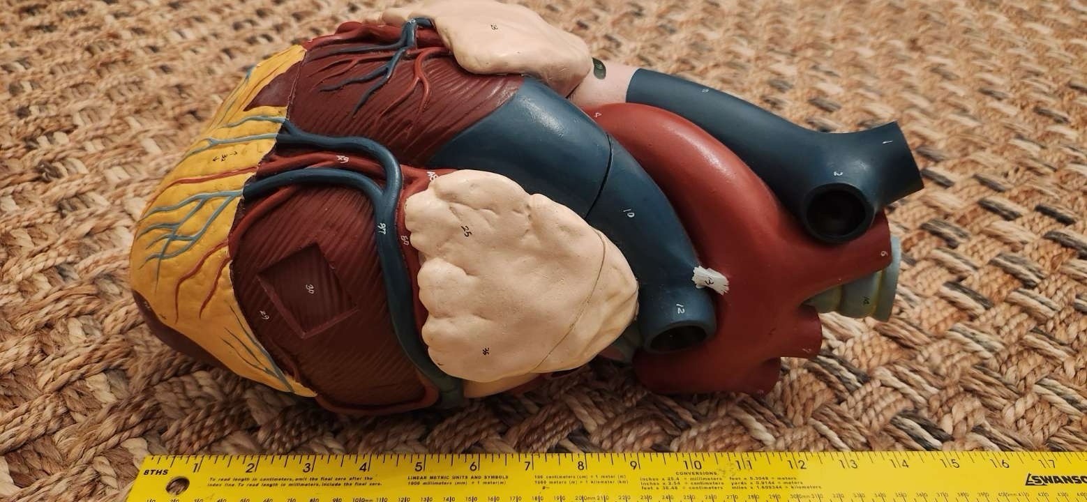 Heart Diaphragm Model Frey Scientific Anatomy Vintage 15×12 Hand Painted
