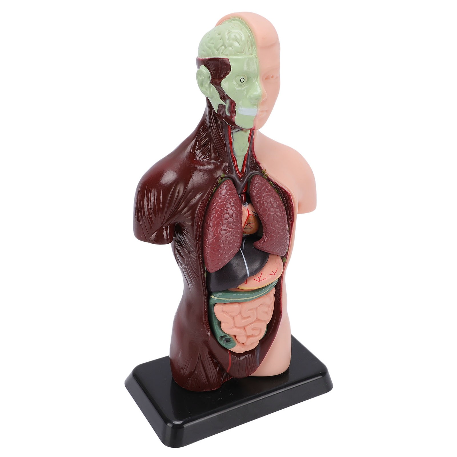 Interactive Human Body Model Organ Replica Education V1