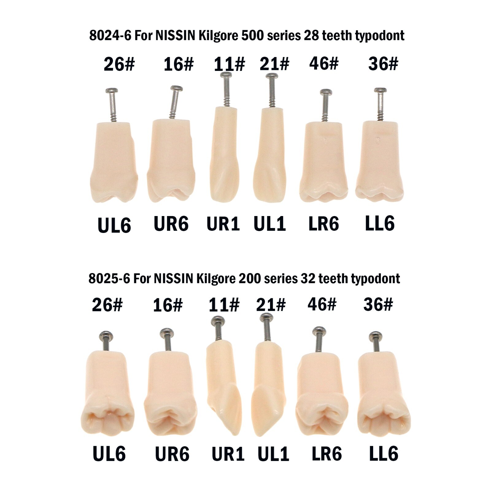 Dental Replacement Screw-in Teeth Typodont Model fit Kilgore NISSIN 200/500 Type