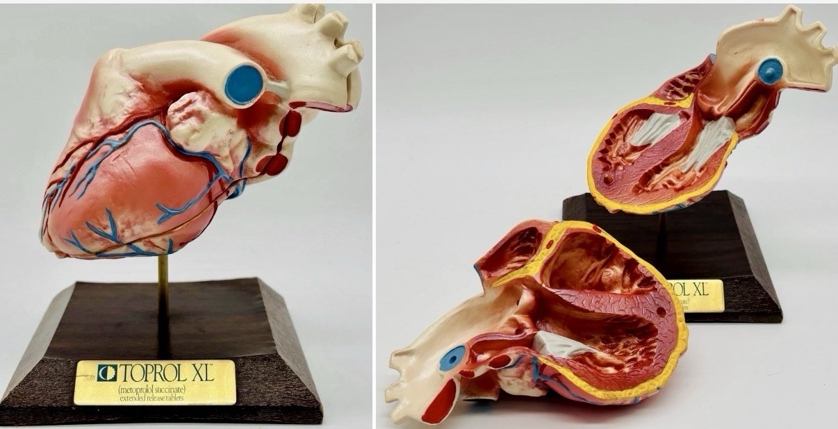 3D Heart Anatomy Model By TOPROX XL