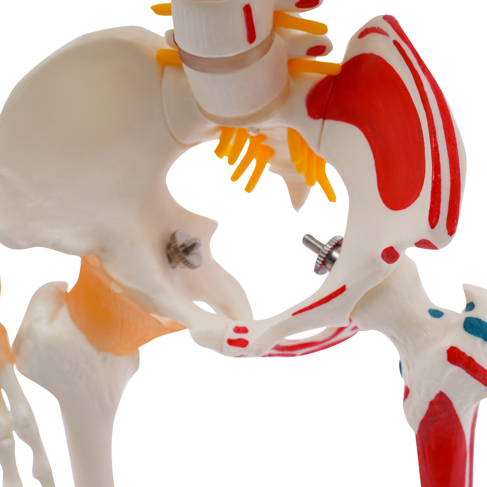 85cm Hanging Style Human Skeleton Model Includes Joint Ligaments For Doctor
