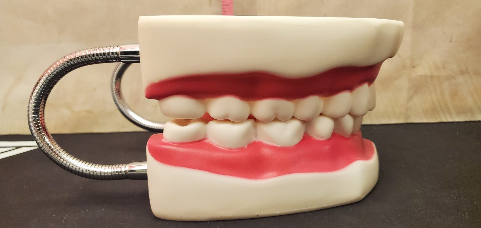 Large big Dentist office Hinge Denture Mouth Teeth Tooth display Decore