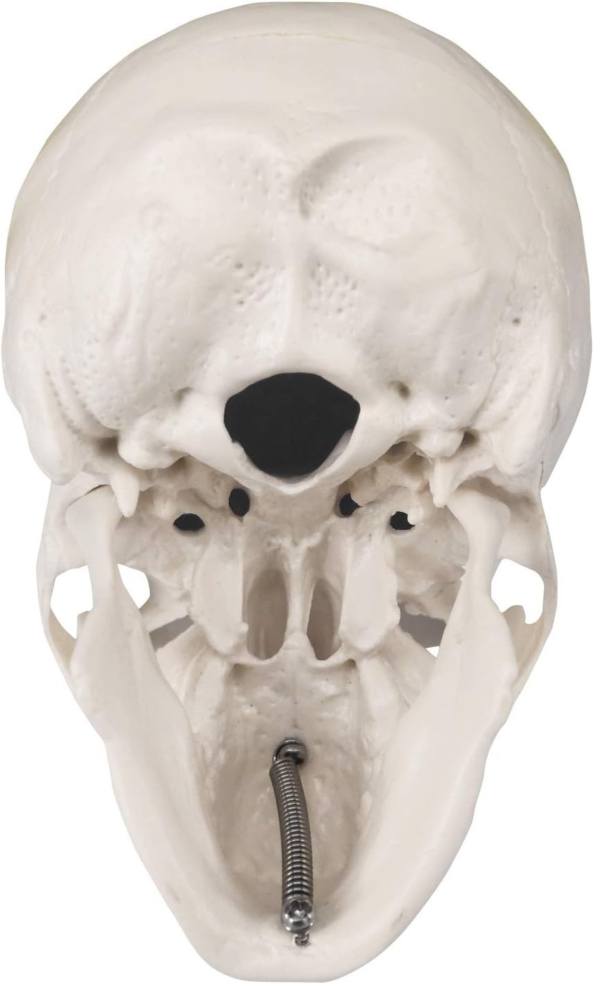 Mini Skull Model Small Size Human Anatomy Skull Model with Moving Jaw and Art…