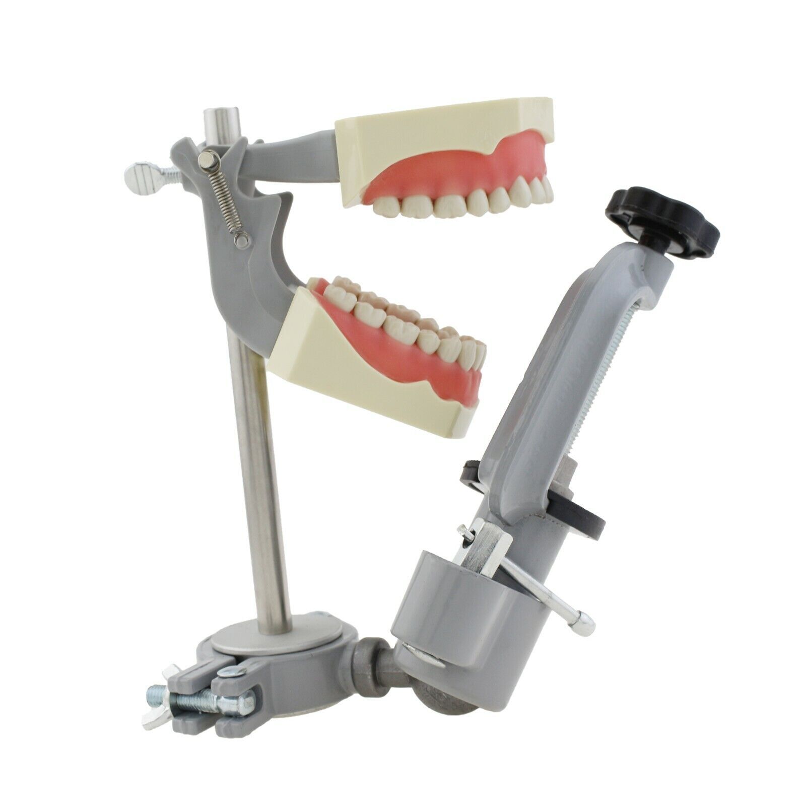Dental Typodont Training Model Columbia Kilgore Nissin Mounting Pole 28 32 Teeth