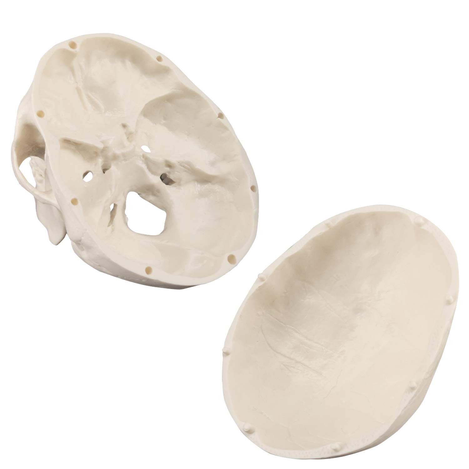 Mini Skull Model Small Size Human Anatomy Skull Model with Moving Jaw and Art…