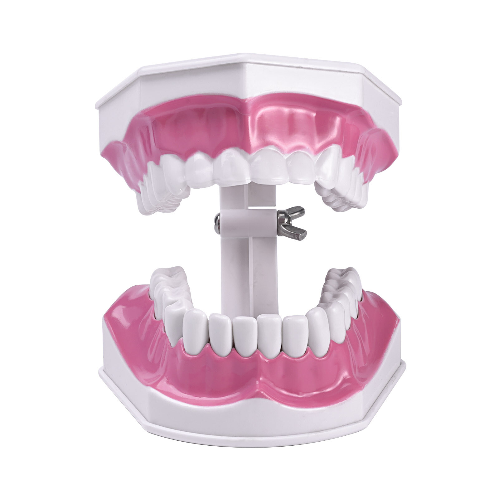 2Pcs Dental Study Model Colgate 2Times Large With Removable Adult Teeth Model