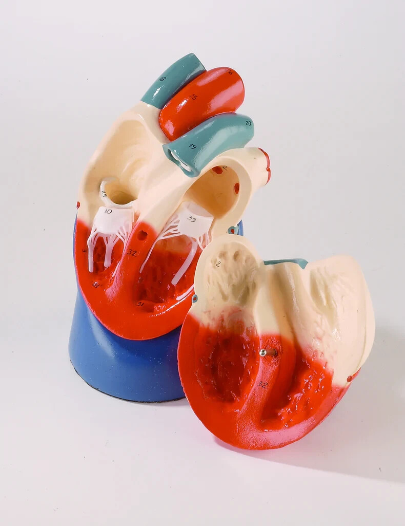 New Denoyer-Geppert Anatomical Model Nonbreakable Life-Size Heart on Base