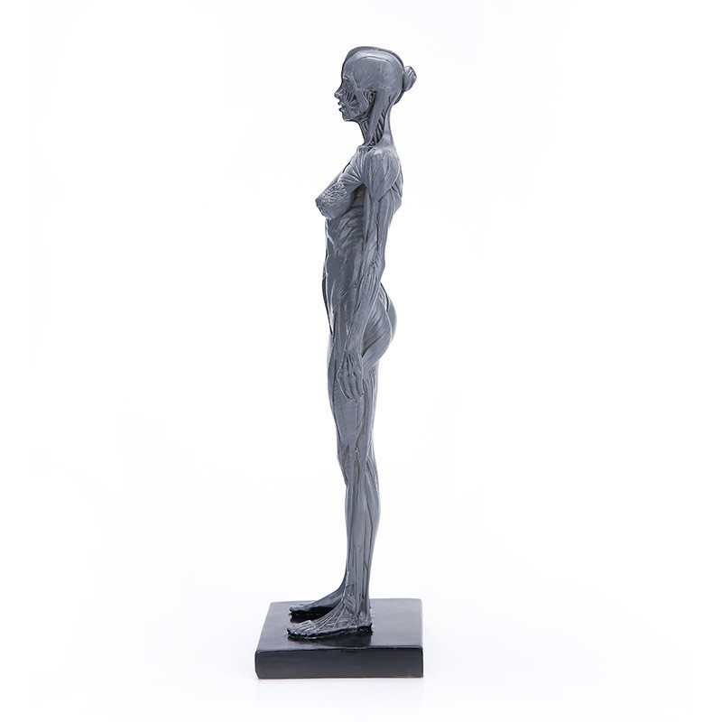 30cm Human Skeleton Anatomical Model Male＆Female Anatomy Skull Muscle Bone US