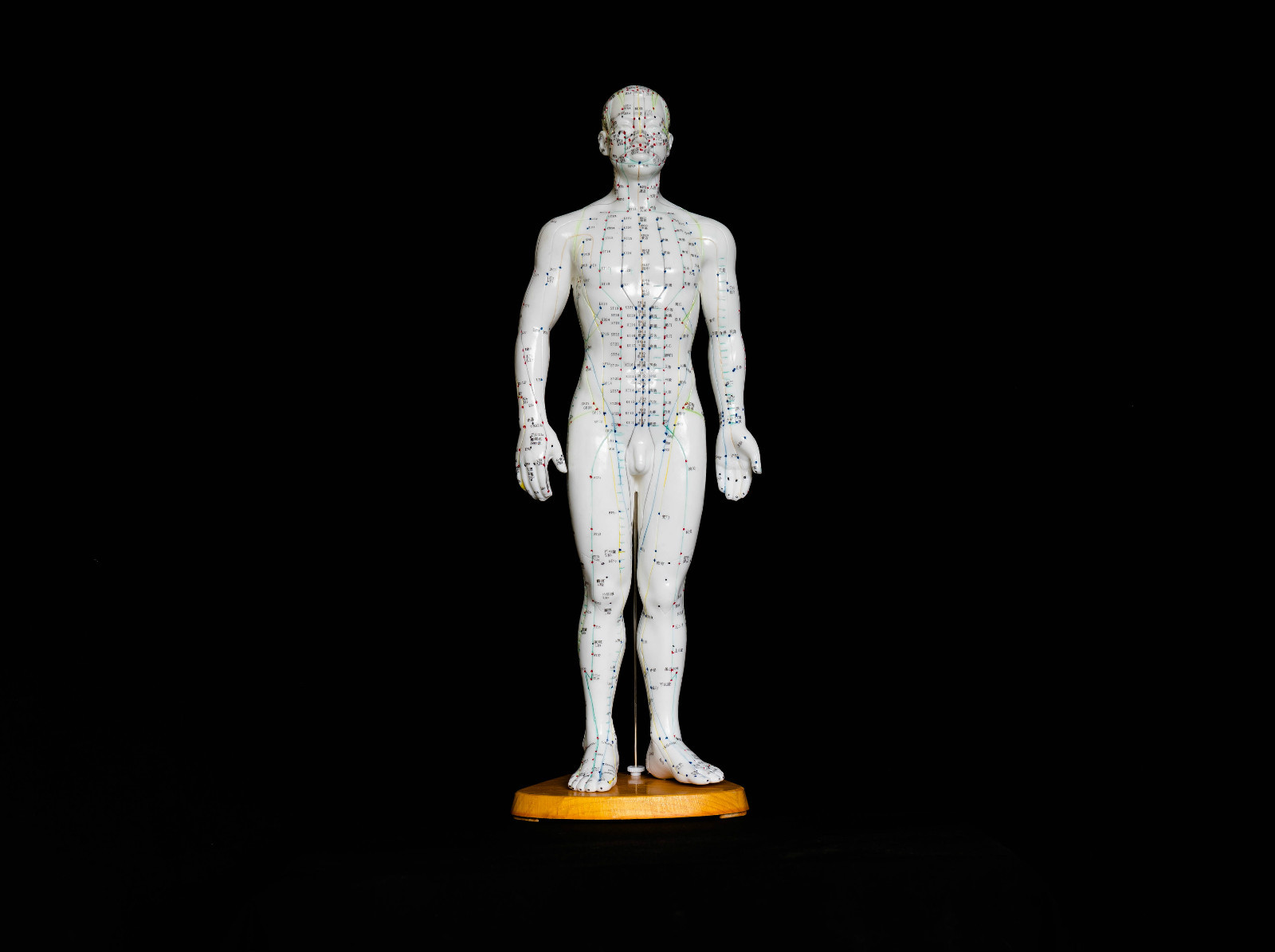 50cm Acupuncture Model Pair – Anatomical Medical Anatomy – Chinese Medicine