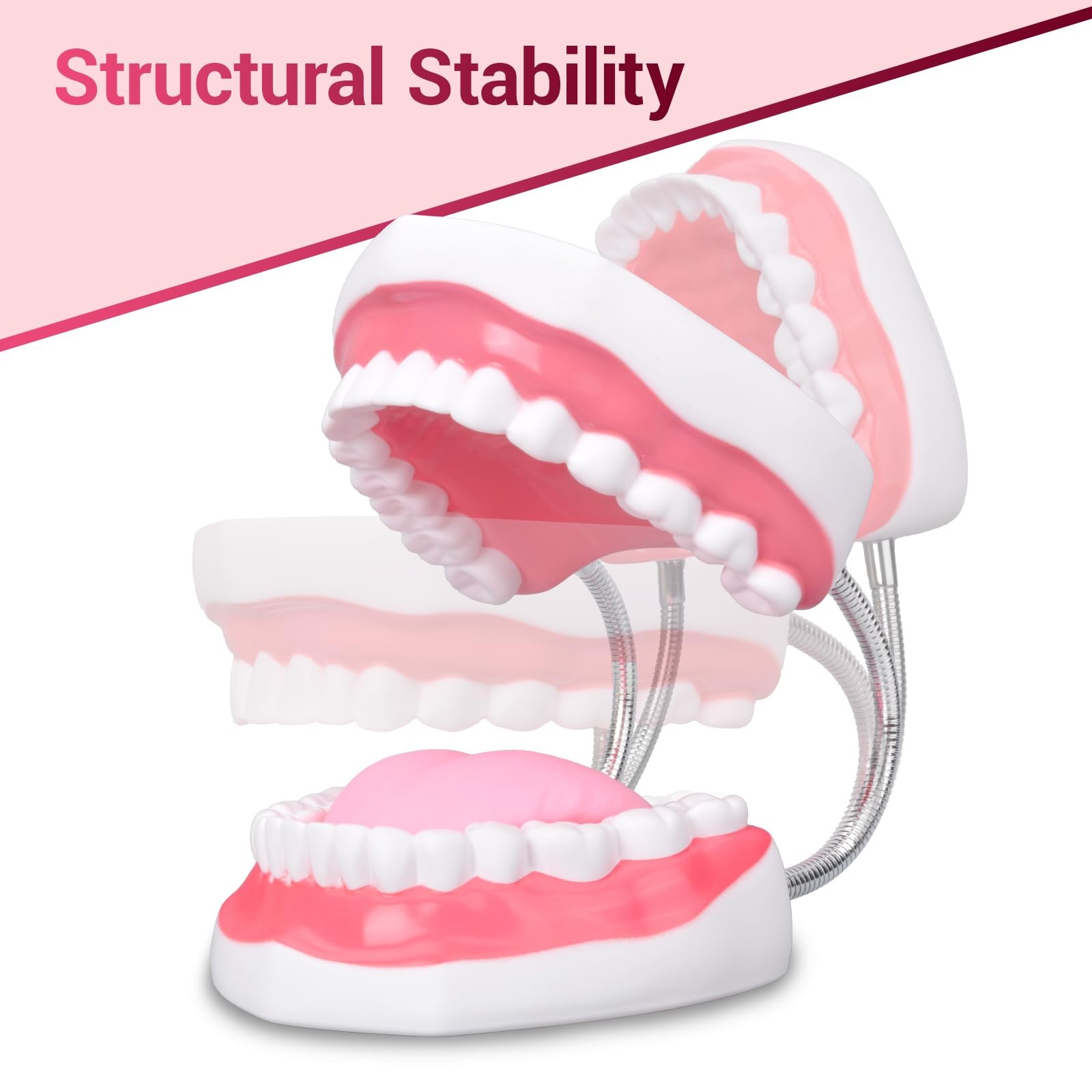Mouth Model Metal Hinge for Speech Therapy, Ideal Brushing Teaching Dental Te…