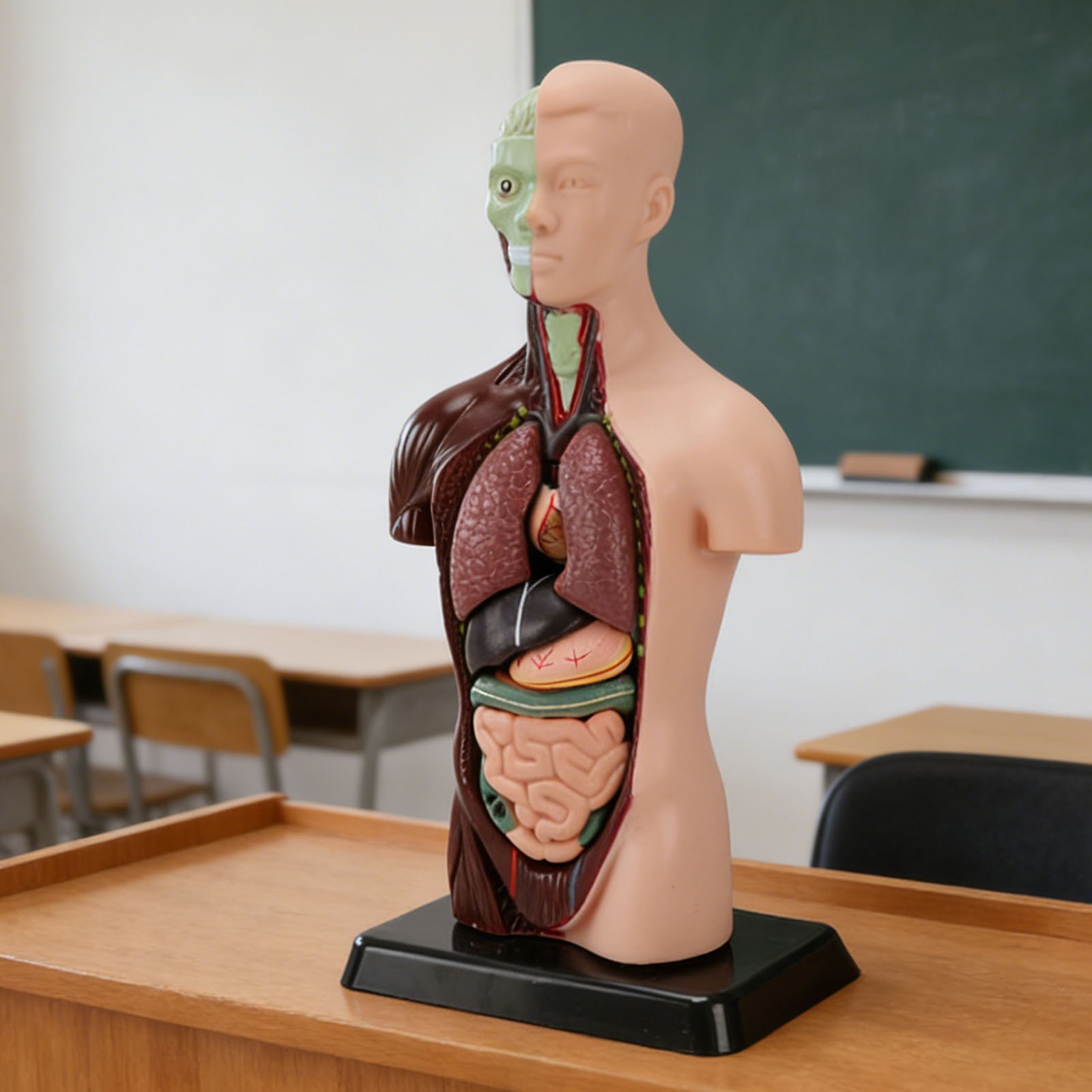 Interactive Human Body Model Organ Replica Education