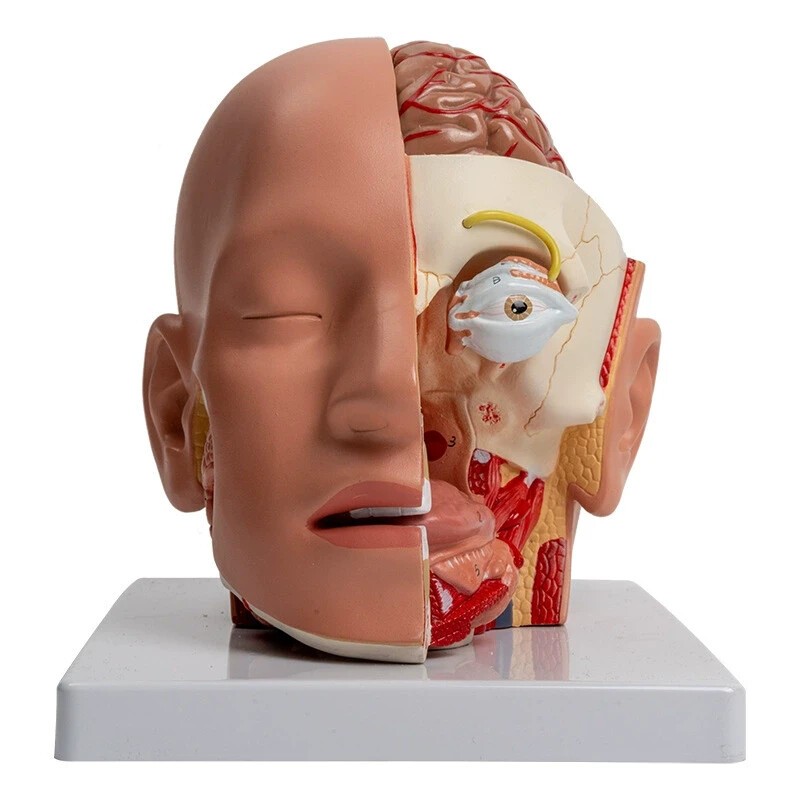 Human 1:1 size Head Dissection – 4 Parts , Medical Brain Anatomical Model