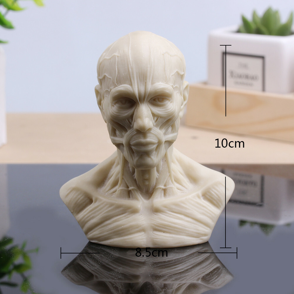 Human Muscle Skeleton Head Model Muscle Head Skull Anatomy Sculpture Art Sketch