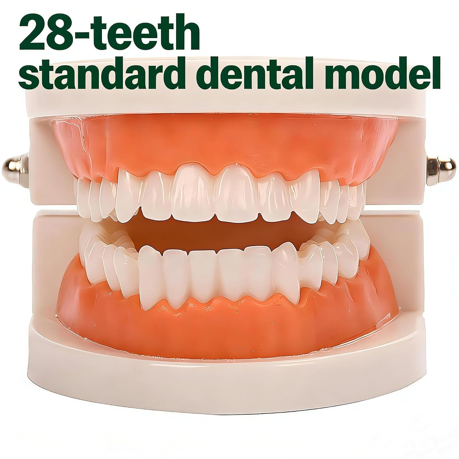 High-Quality Plastic 28-Tooth Model for Dental Education & Hygiene Instruction