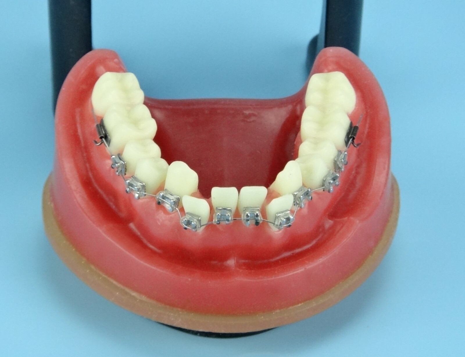 Reusable Dental Practical Study Training Model/typodont/orthodontics Wax Model