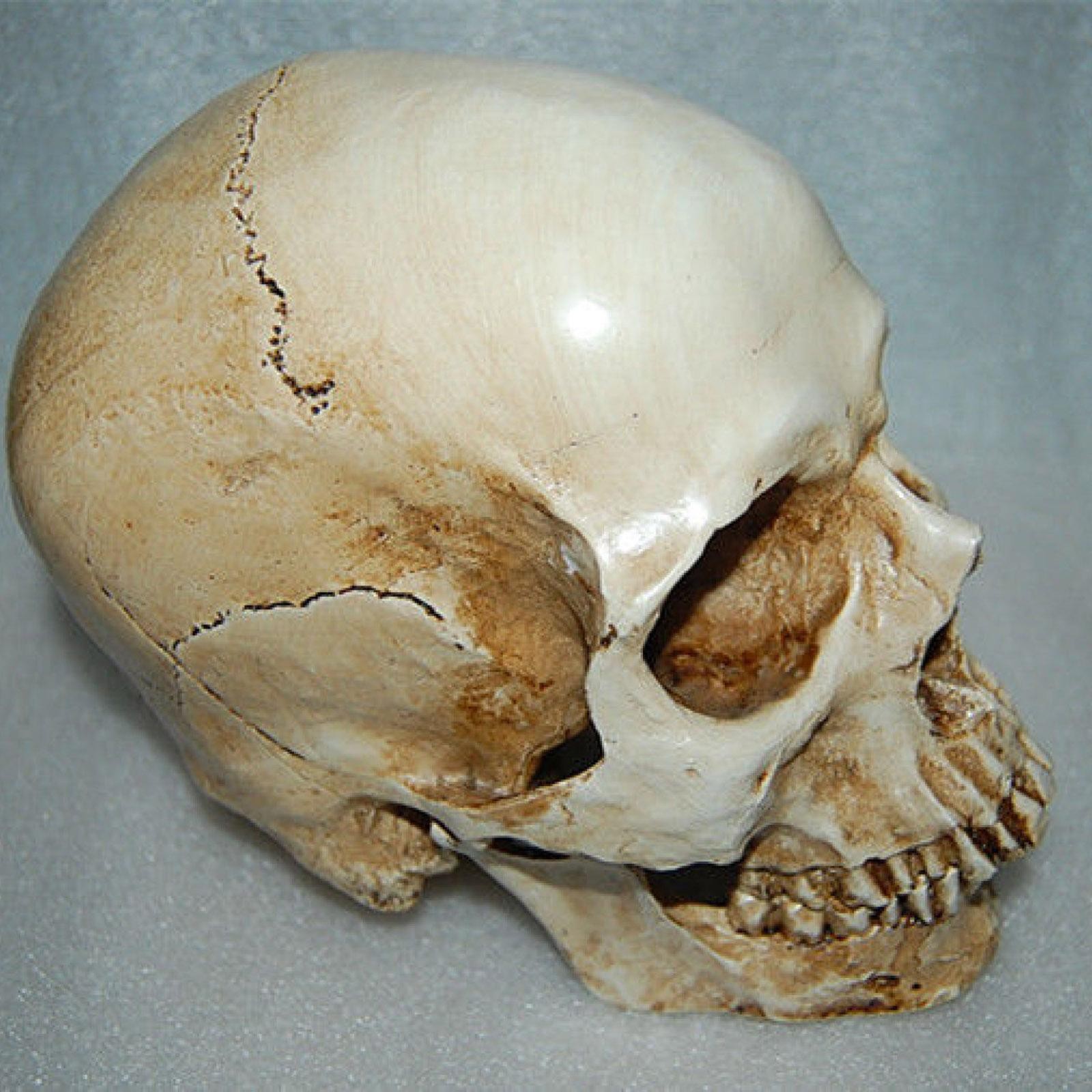 Lifesize Realistic Human Skull Replica Resin Model Anatomical Halloween Decor