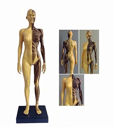 30cm Female Anatomical Anatomy Skull Head Body Human Model Muscle Bone Golden