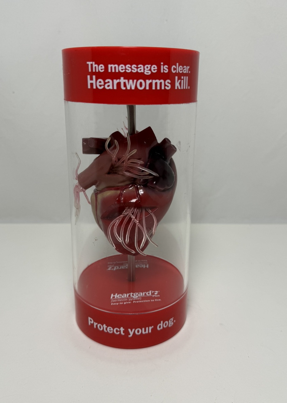 HEART GAURD Anatomical Canine / Dog Heart Model Veterinary Display Sales Sample