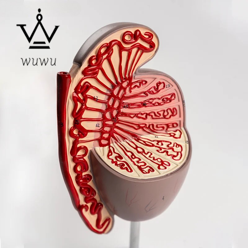Urology Teaching Testicular Model Male Reproductive Organ Anatomical Model