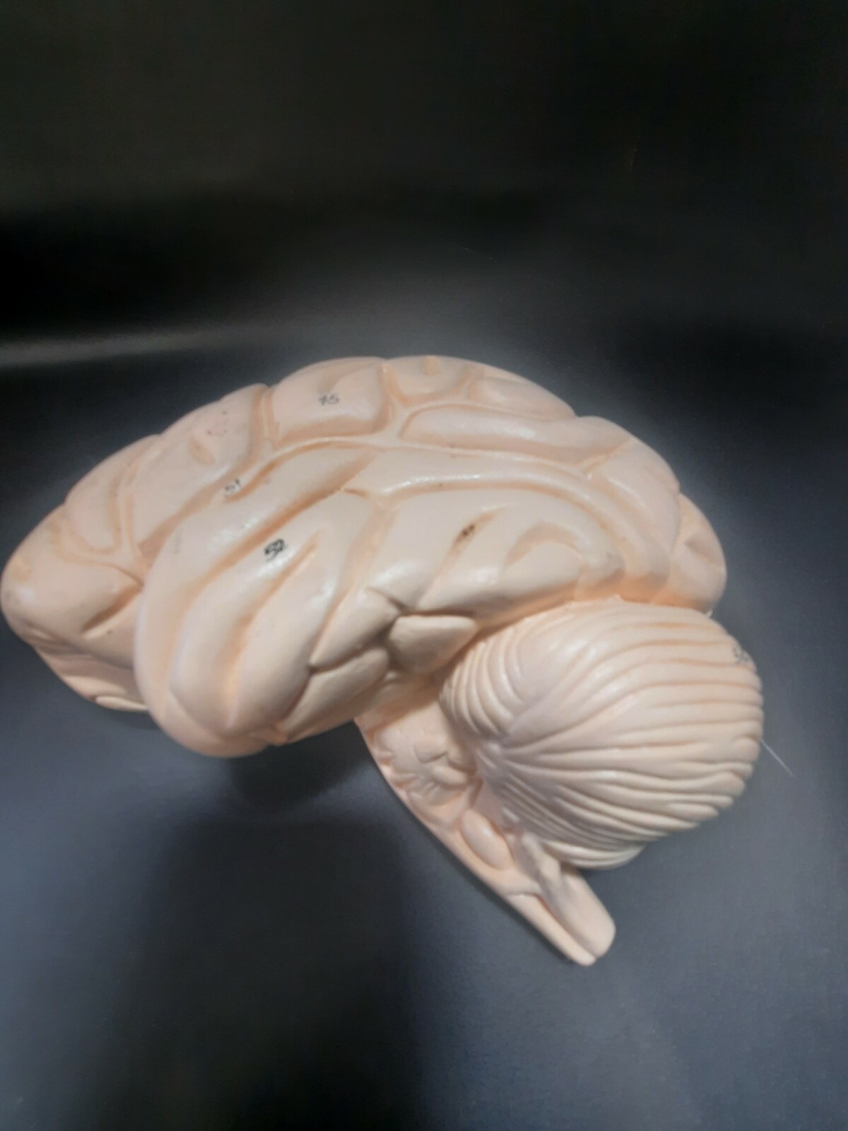 Denoyer Geppert Half Human Brain Anatomical Model 2 Part Sections