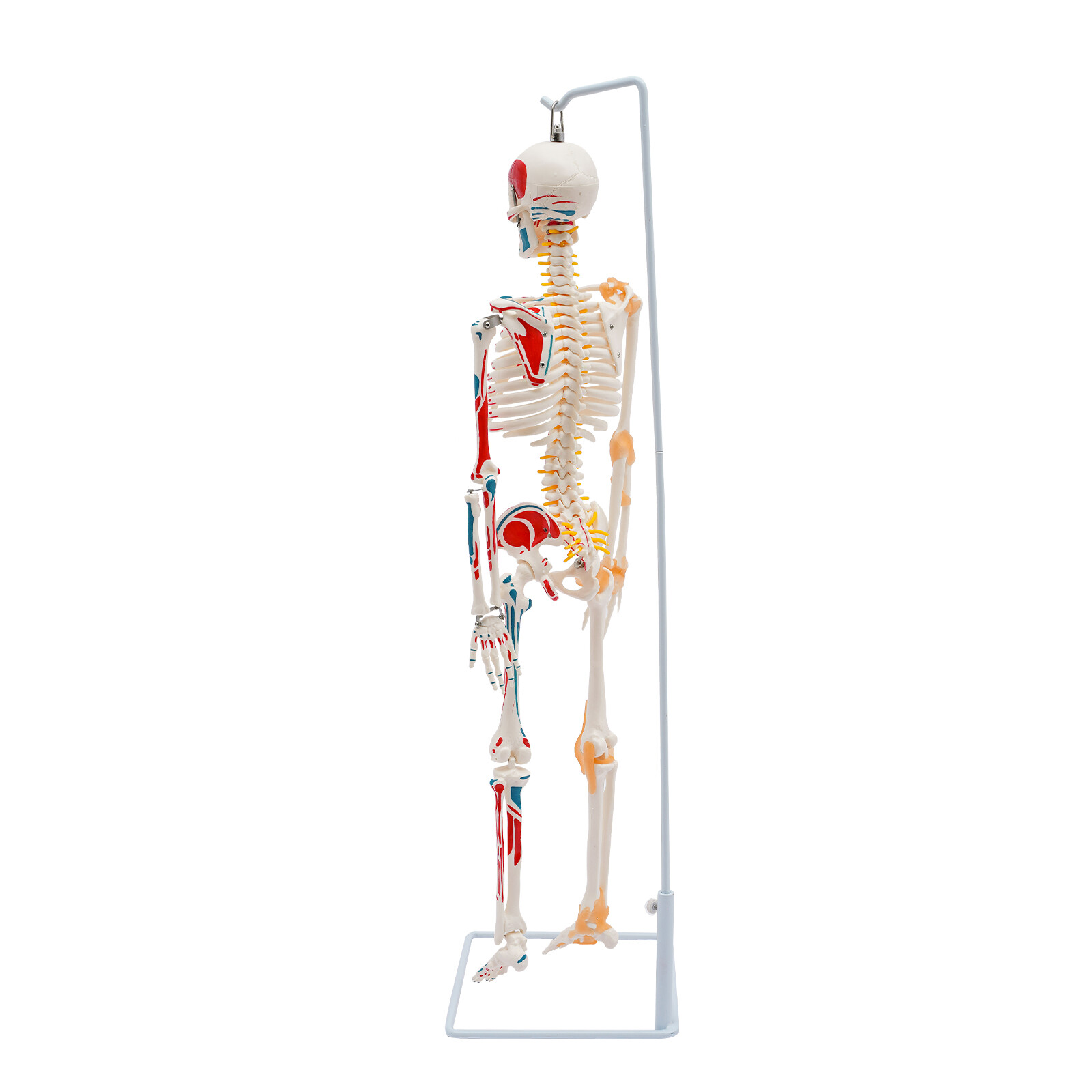 85cm Hanging Style Human Skeleton Model Includes Joint Ligaments For Doctor