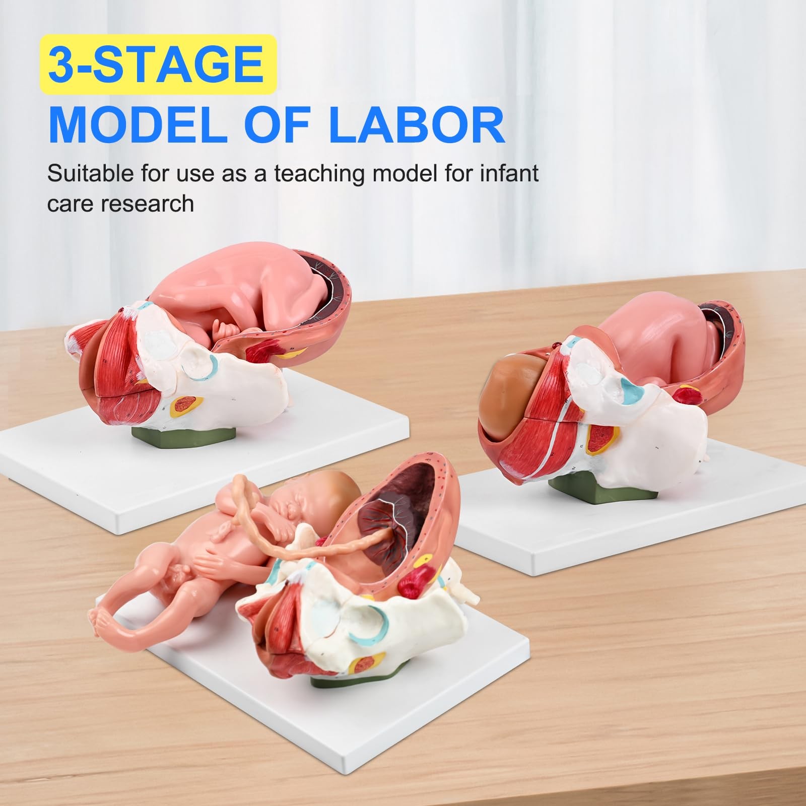 3Stage Childbirth Process Anatomical Model, Delivery Model Simulator Display …