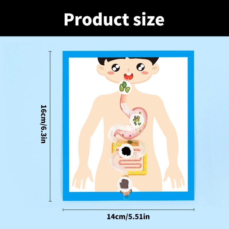 Educational Digestive System Model Digestive Organ Anatomy Model Teaching Tool