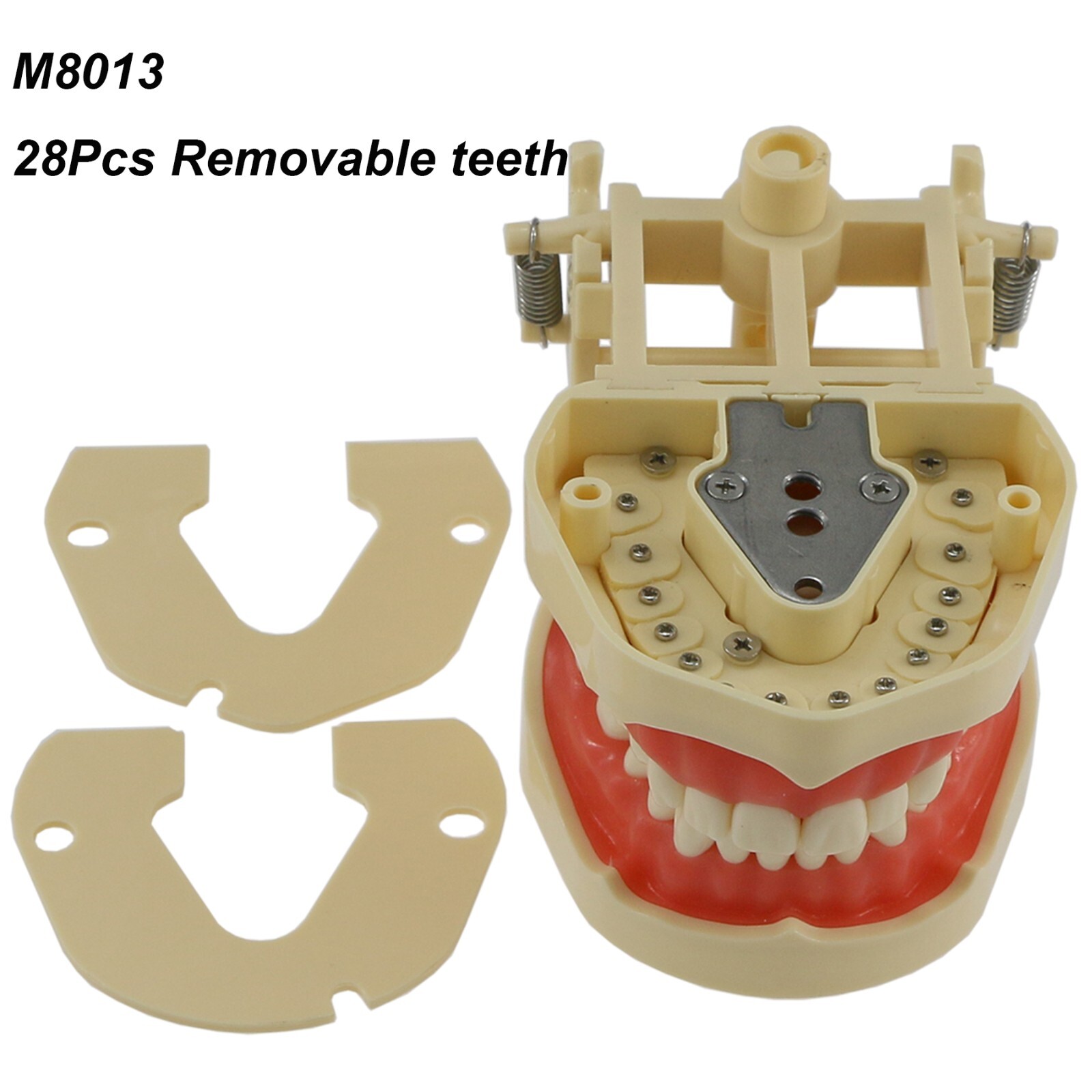 Dental Typodont & Implant Models – Educational, Pathology, Restoration Training